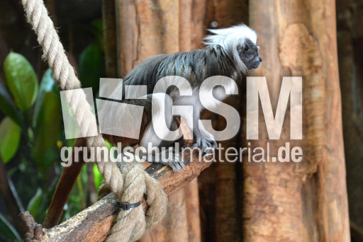 Lisztäffchen (2).jpg